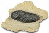 Pliocene Aged Fossil Spruce Cone in Sandstone - France #303715-1